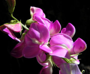 Hairy Darling Pea Bluete pink Swainsona greyana 09