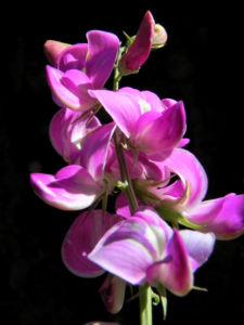Hairy Darling Pea Bluete pink Swainsona greyana 10