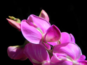 Hairy Darling Pea Bluete pink Swainsona greyana 12