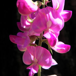 Hairy Darling Pea Bluete pink Swainsona greyana 13
