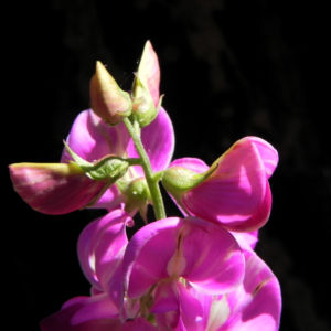 Hairy Darling Pea Bluete pink Swainsona greyana 14