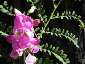Hairy Darling Pea Bluete pink Swainsona greyana 16