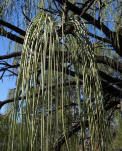 Hakea Blatt gruen Hakea lorea 16