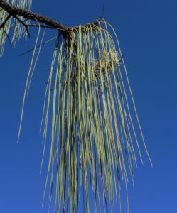 Hakea Blatt gruen Hakea lorea 17