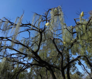 Hakea Blatt gruen Hakea lorea 20