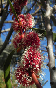 Hakea Bluete rot weiss Hakea multilineata 04