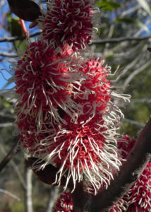 Hakea Bluete rot weiss Hakea multilineata 05