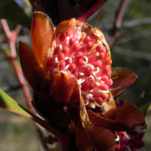Hakea Bluete rot weiss Hakea multilineata 07