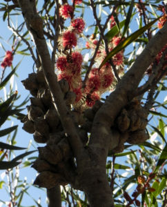 Hakea Bluete rot weiss Hakea multilineata 08
