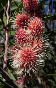 Hakea Bluete rot weiss Hakea multilineata 09