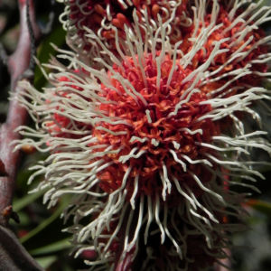 Hakea Bluete rot weiss Hakea multilineata 10