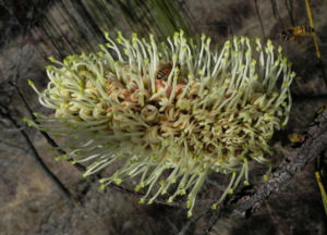 Hakea Bluete weisslich Hakea lorea 03