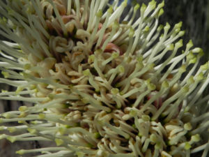 Hakea Bluete weisslich Hakea lorea 04