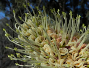 Hakea Bluete weisslich Hakea lorea 05