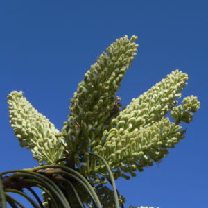 Hakea Bluete weisslich Hakea lorea 06