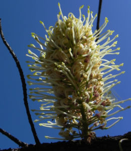 Hakea Bluete weisslich Hakea lorea 07