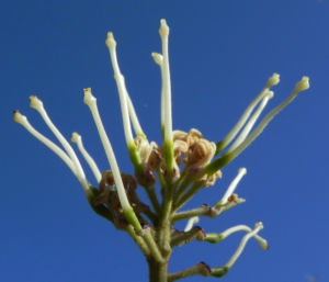 Hakea Bluete weisslich Hakea lorea 09