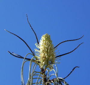 Hakea Bluete weisslich Hakea lorea 12