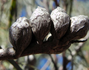 Hakea Frucht Schote grau Hakea verrucosa 08