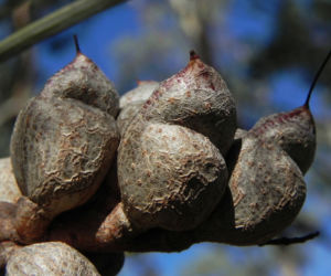 Hakea Frucht Schote grau Hakea verrucosa 11