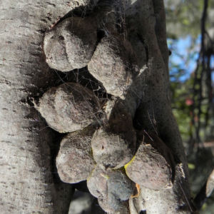 Hakea Lignotuber grau Hakea multilineata 03