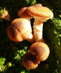 Hallimasch Pilz Kappe braun Armillaria mellea 01