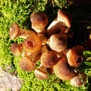 Hallimasch Pilz Kappe braun Armillaria mellea 02