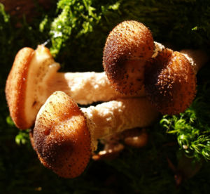 Hallimasch Pilz Kappe braun Armillaria mellea 03