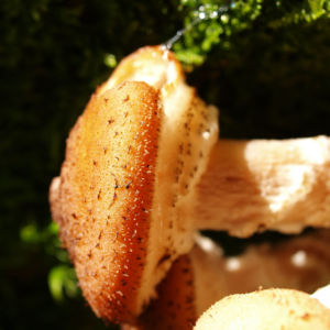 Hallimasch Pilz Kappe braun Armillaria mellea 04