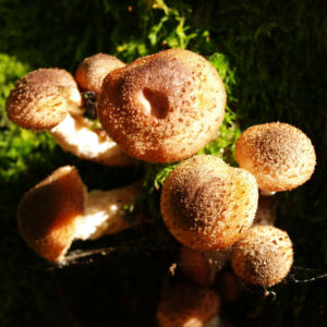 Hallimasch Pilz Kappe braun Armillaria mellea 05
