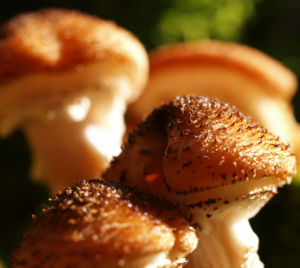 Hallimasch Pilz Kappe braun Armillaria mellea 06