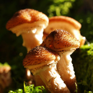 Hallimasch Pilz Kappe braun Armillaria mellea 07