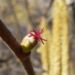 Zurück zum kompletten Bilderset Gemeine Hasel Haselnuss Strauch Blüte rot Corylus avellana