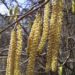 Zurück zum kompletten Bilderset Haselnuss Strauch Kätzchen gelblich Corylus avellana