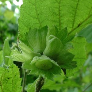 Haselnuss Corylus 02
