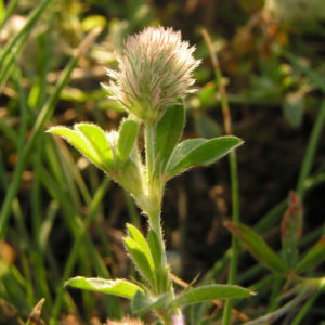 Hasen Klee Bluete Trifolium arvense 01