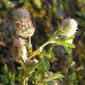 Hasen Klee Bluete Trifolium arvense 06