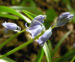 Zurück zum kompletten Bilderset Atlantisches Hasenglöckchen Blüte hellblau Hyacinthoides non-scripta