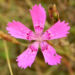 Zurück zum kompletten Bilderset Heide Nelke Blüte hellrot Dianthus deltoides