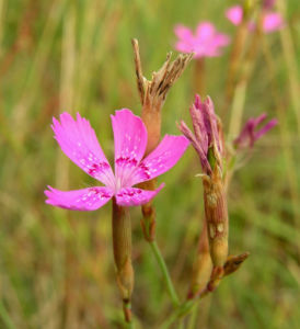 Heide Nelke Bluete hellrot Dianthus deltoides 02