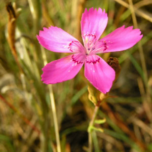 Heide Nelke Bluete hellrot Dianthus deltoides 03