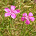 Zurück zum kompletten Bilderset Heide-Nelke Blüte rosa Dianthus deltoides