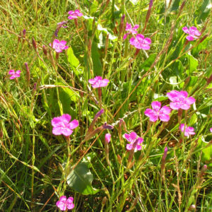 Heide Nelke Bluete rose Dianthus deltoides 02