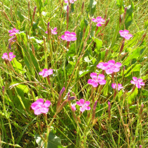 Heide Nelke Bluete rose Dianthus deltoides 04