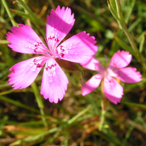 Heide Nelke Bluete rose Dianthus deltoides 05