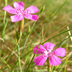 Heide Nelke Bluete rose Dianthus deltoides 06