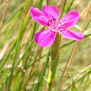 Heide Nelke Bluete rose Dianthus deltoides 07