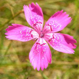 Heide Nelke Bluete rose Dianthus deltoides 08