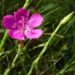 Zurück zum kompletten Bilderset Heide Nelke Blüte Dianthus deltoides