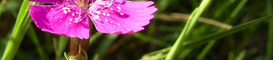 Anklicken um das ganze Bild zu sehen  Heide Nelke Blüte Dianthus deltoides